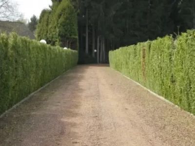 élagage 3